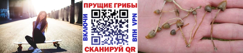 Купить  Алдан  Псилоцибиновые грибы Magic Shrooms 